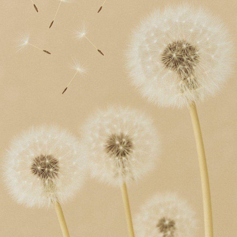 Pollen in de lucht