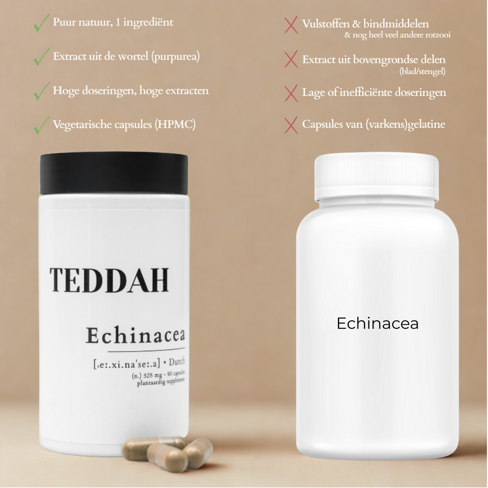 Echinacea