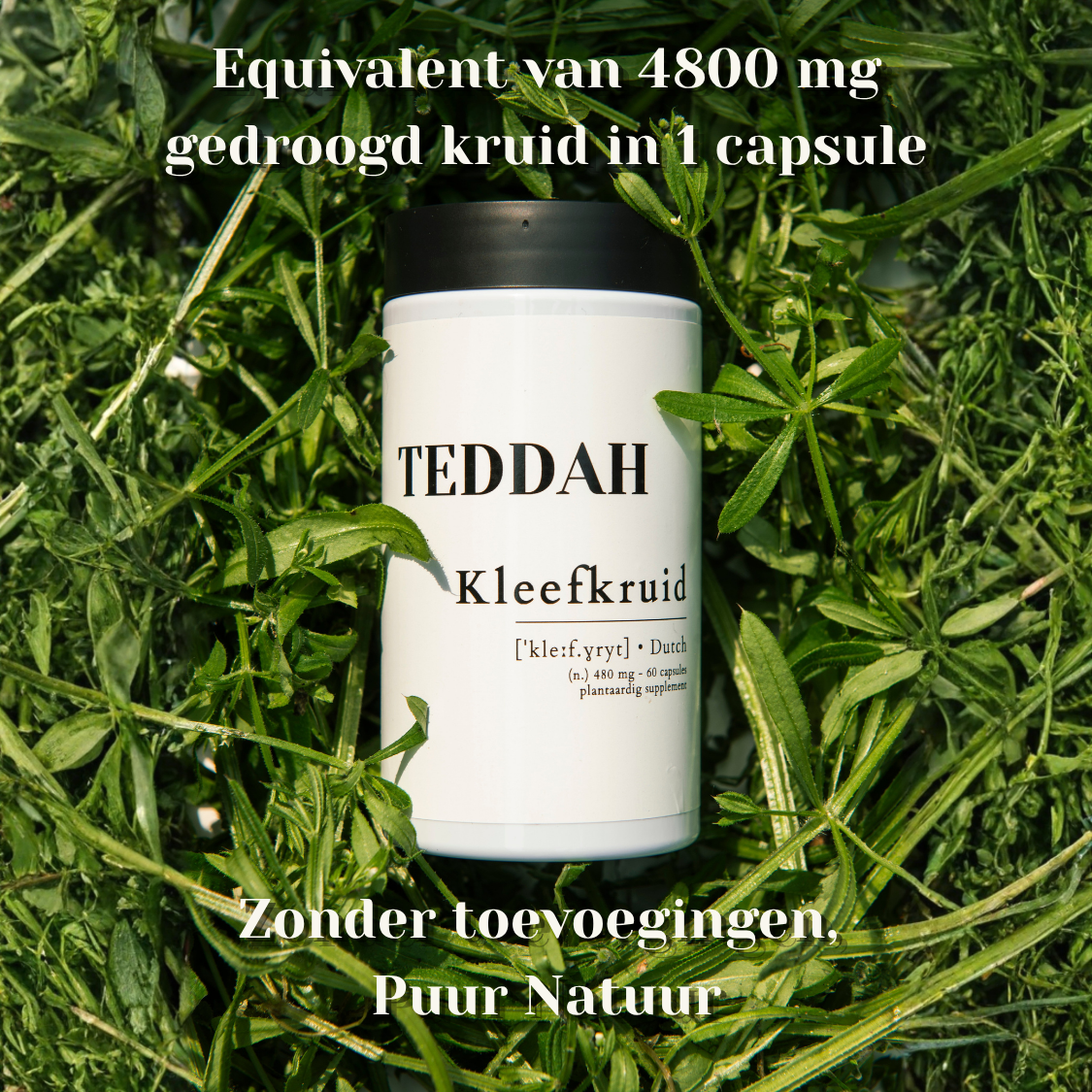 Kleefkruid