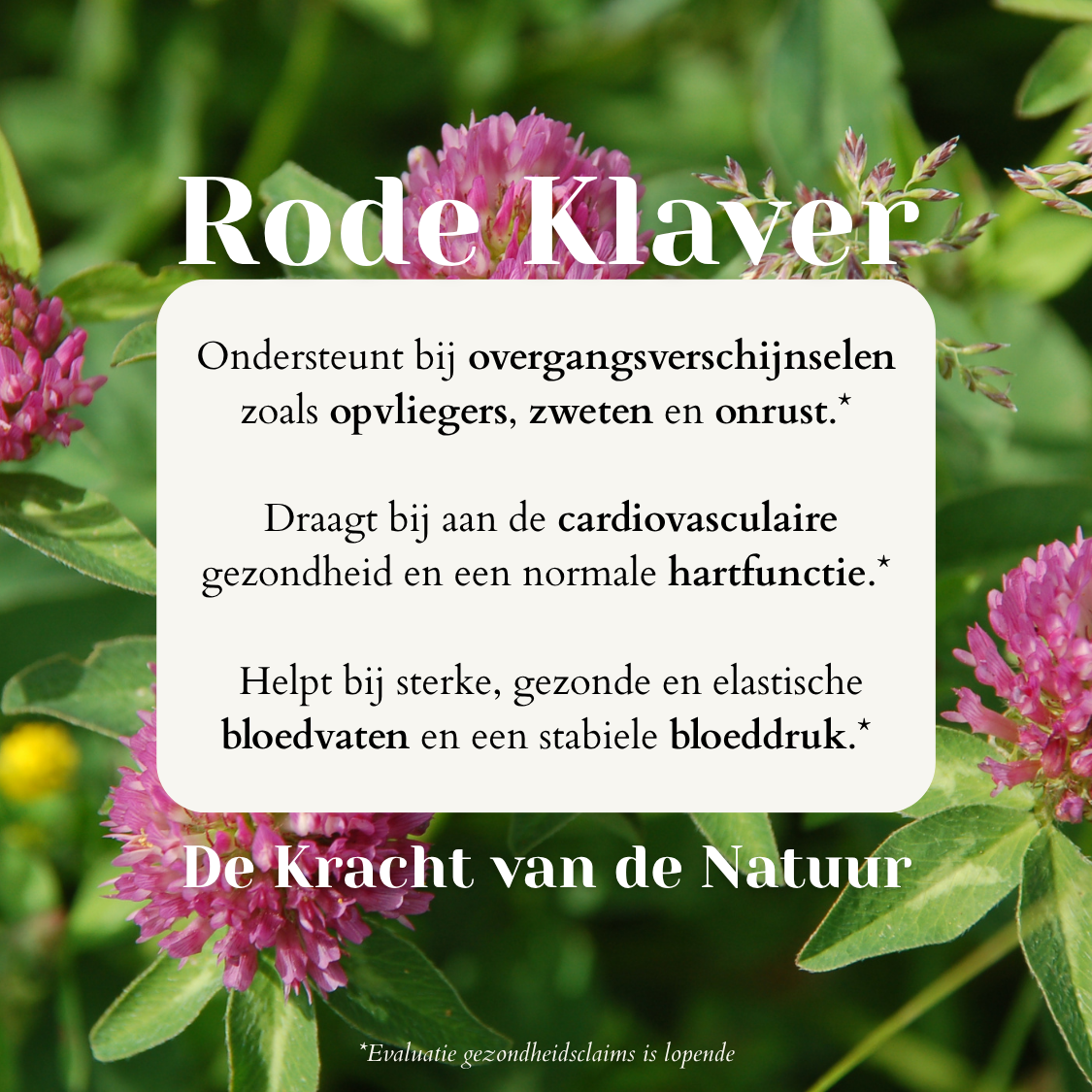 Rode Klaver